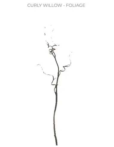 Florasource - Wholesale Fresh Cut Flowers - Curly Willow TIPS 150 stems BULK BOX5