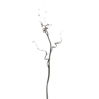 Florasource - Wholesale Fresh Cut Flowers - Curly Willow TIPS 150 stems BULK BOX5