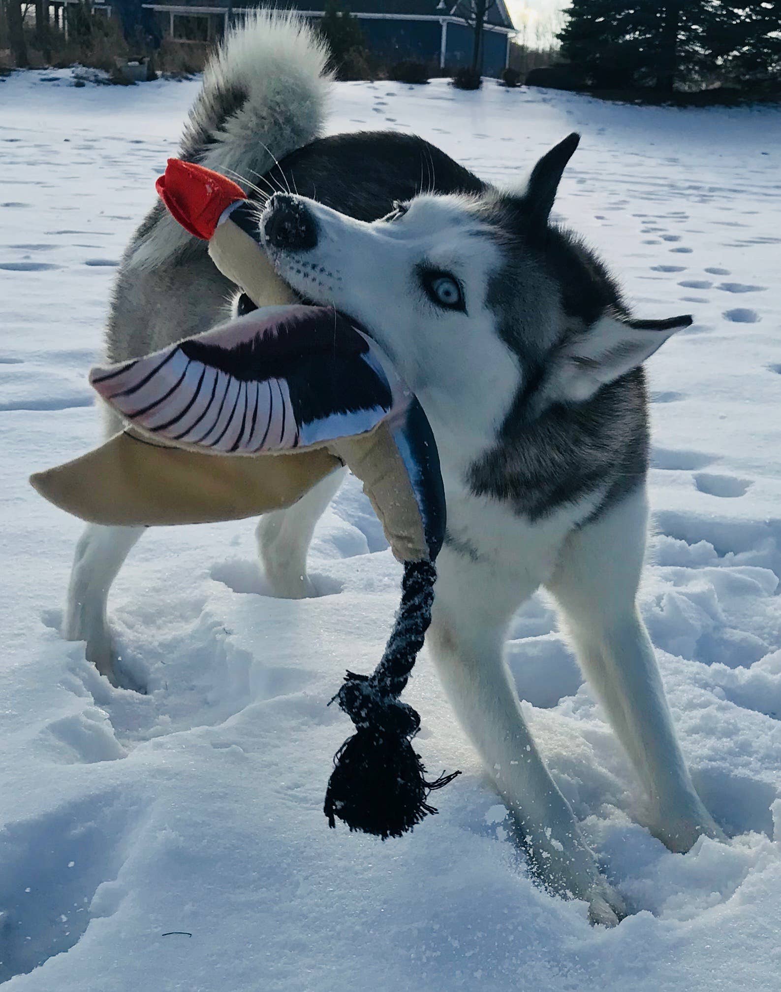 Spunky Pup - Wholesale Pet Toy - Dog - Fly & Fetch Launching Toys9