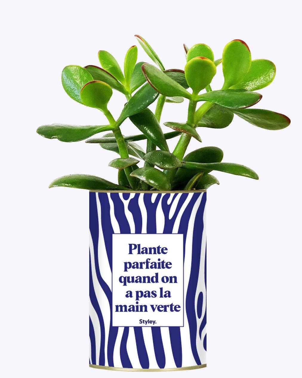 Styley - Wholesale Live Plant - Plante Parfaite Quand on a Pas La Main Verte - Cactus1