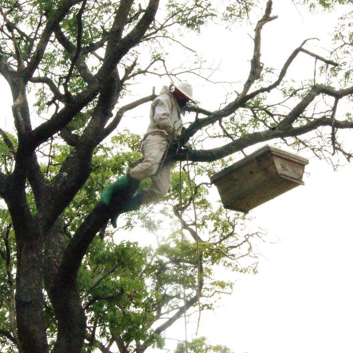 African Bronze Honey Company - Wholesale Honey - Organic Wild Honeydew Forest Honey4