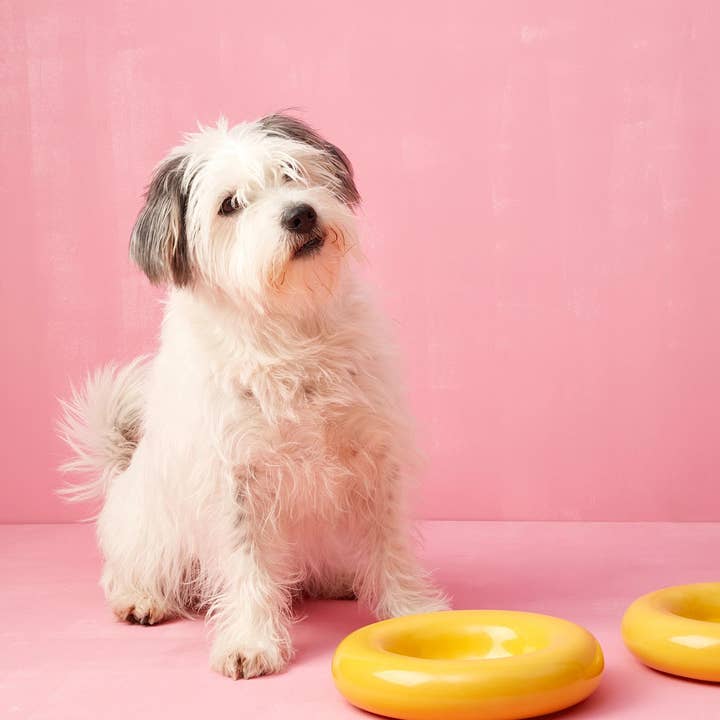 HotDog Pets - Wholesale Pet Bowl - Cat/Dog - Yellow ceramic dog feeder3