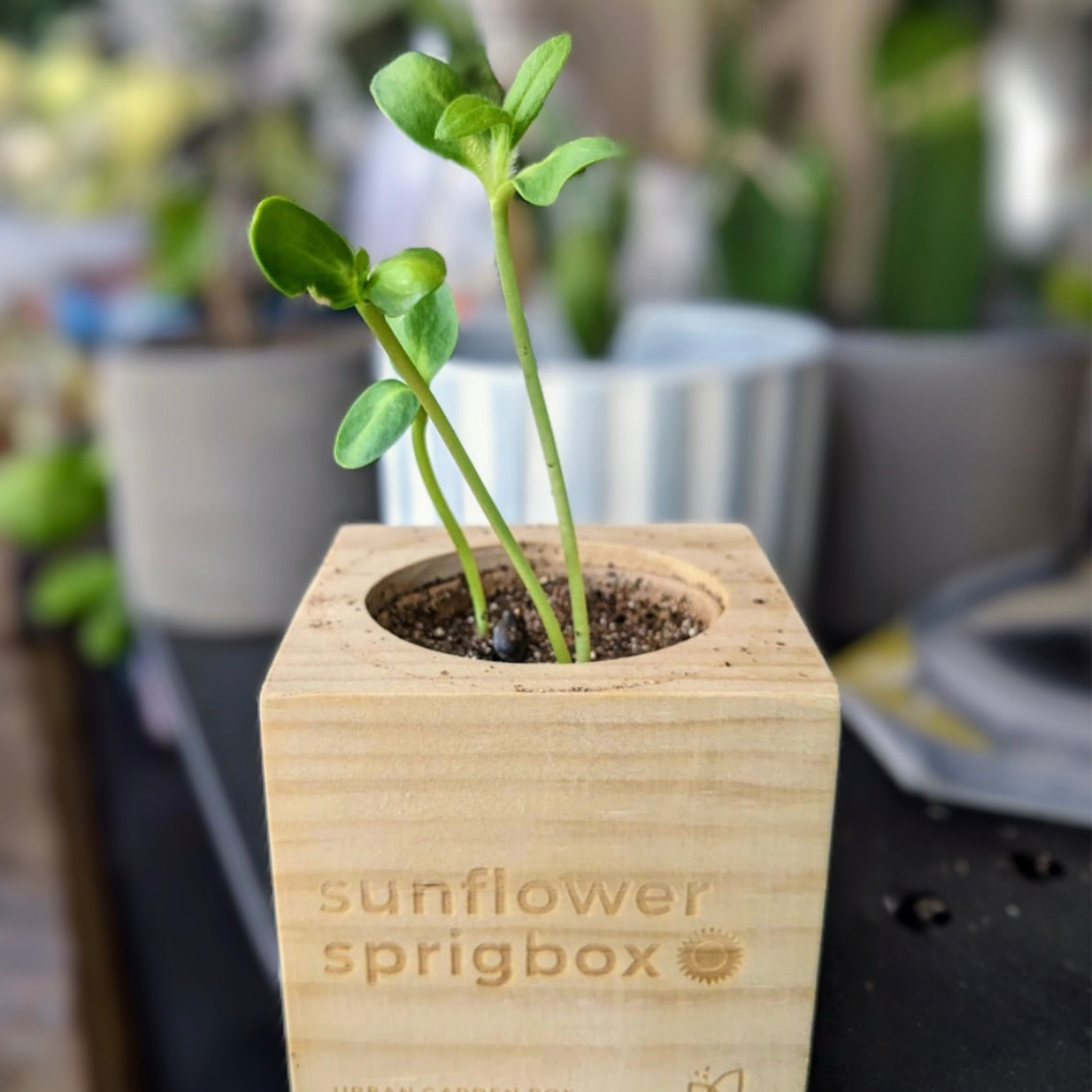Sprigbox - Wholesale Plant Seeds - Sunflower Grow Kit | Flower Garden Gift | Wooden Planter Box2