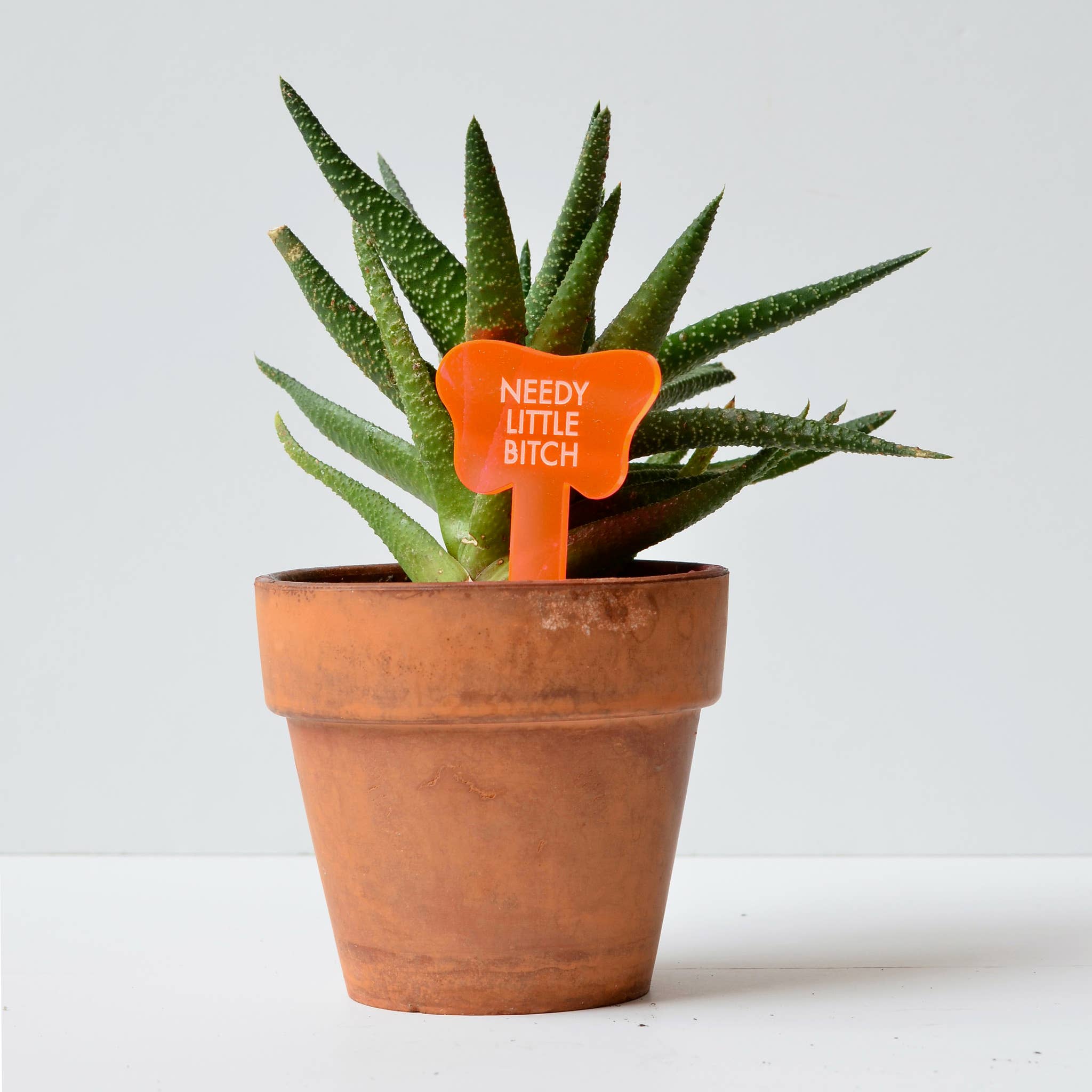 Tuff Girl Gang - Wholesale Plant Pot - NEEDY LITTLE BITCH Plant Stake2