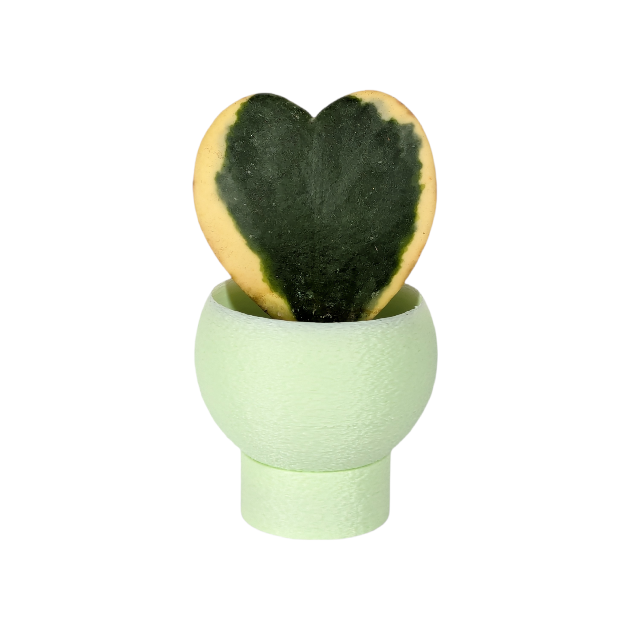 Leafprints.3d - Wholesale Plant Pot - The Petal – 2 Inch Planter with Drip Tray16