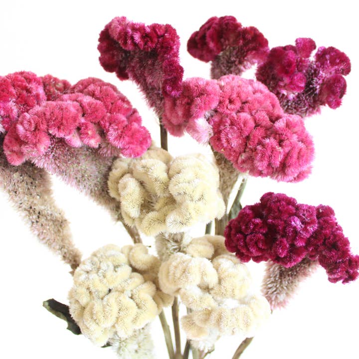 Roxanne's Dried Flowers - Wholesale Dried/Pressed Flowers - Cockscomb (Celosia) -Â Dried