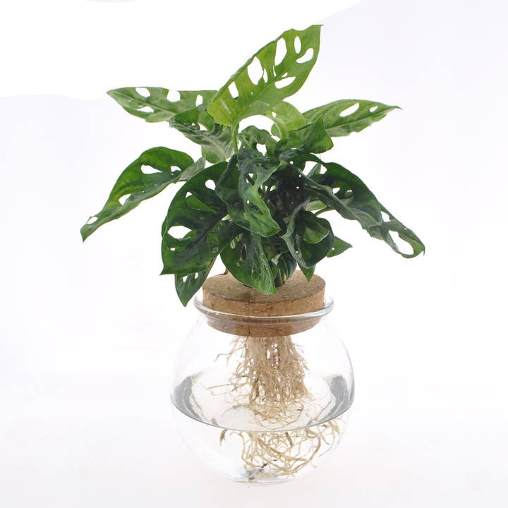Oasis of Life - Wholesale Live Plant - Swiss Cheese Plant Monstera adansonii in Glass Bowl – Houseplant – Ø12 cm – 25 cm high – Hydroponics in Decorative Glass – Easy Care & Modern0