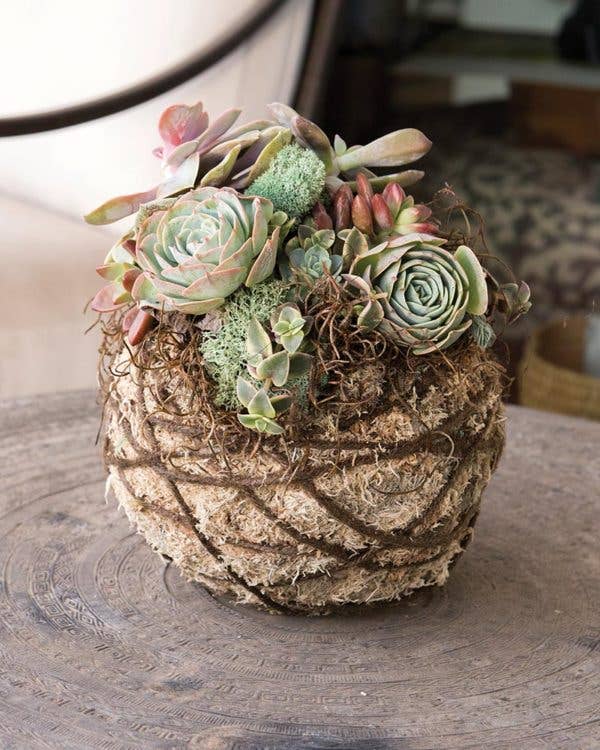 SuperMoss - Wholesale DIY Craft Kit - Succulent  Kokedama Kit 6 in1