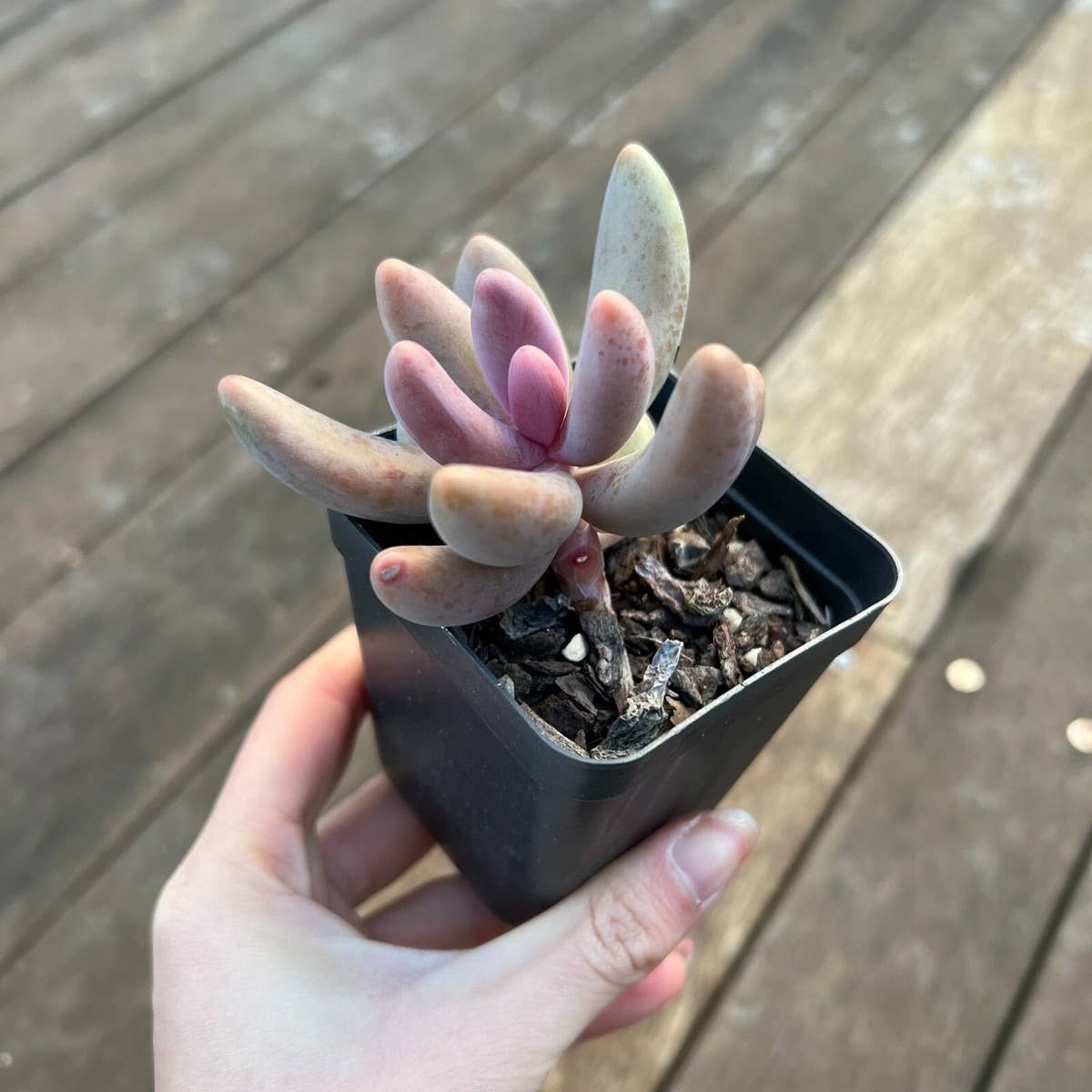 Best Plant Friend - Wholesale Succulent - Rare Pachysedum Ganzhou Pink Succulent 2in/ 4in3