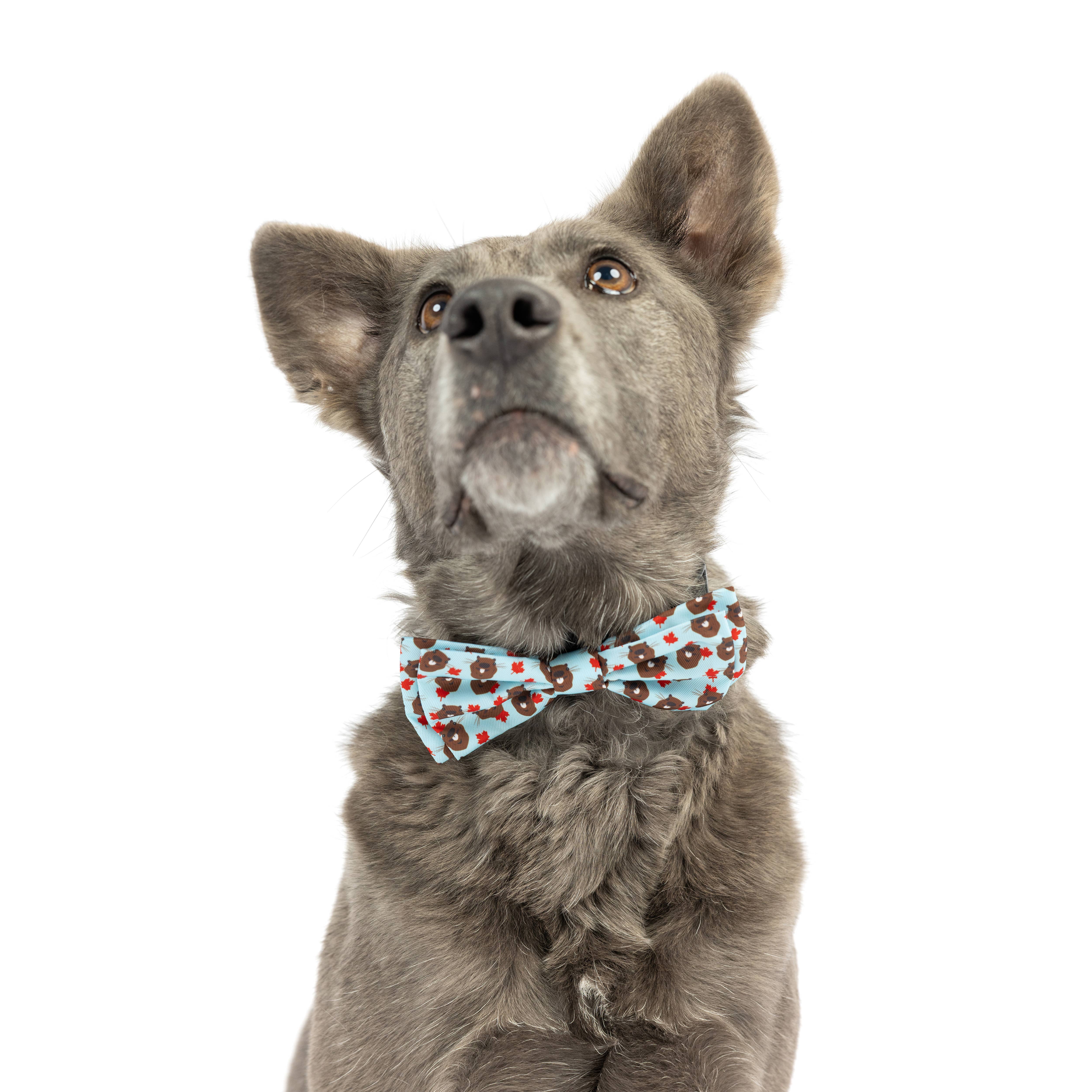 Huxley & Kent - Wholesale Pet Bow Tie - Cat/Dog - Tossed Beaver Bow Tie2