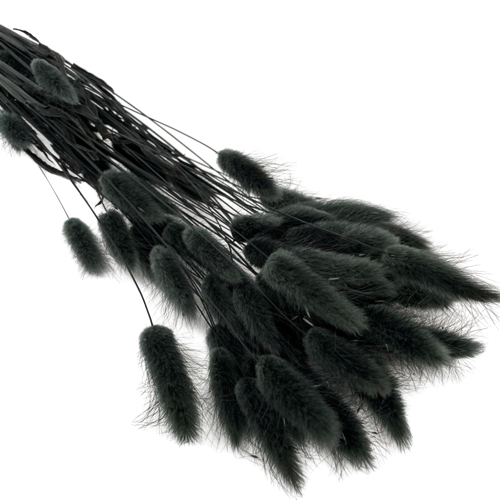 Concari.flores Preservadas - Wholesale Dried/Pressed Flowers - DRY LAGURUS3