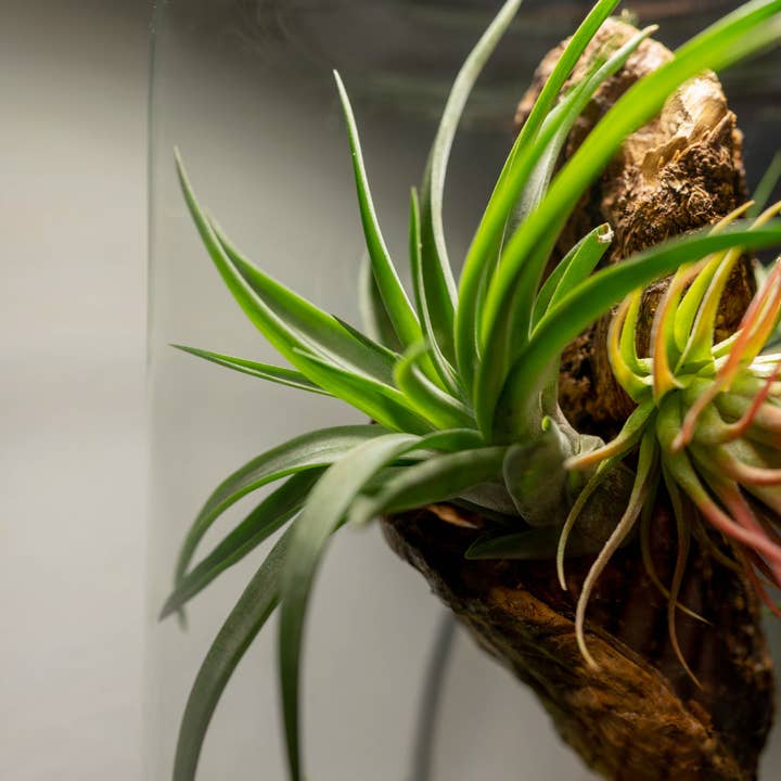 BOREEN Shop - Wholesale Terrarium - Terrarium with air plants Tillandsia | Eternal Garden5