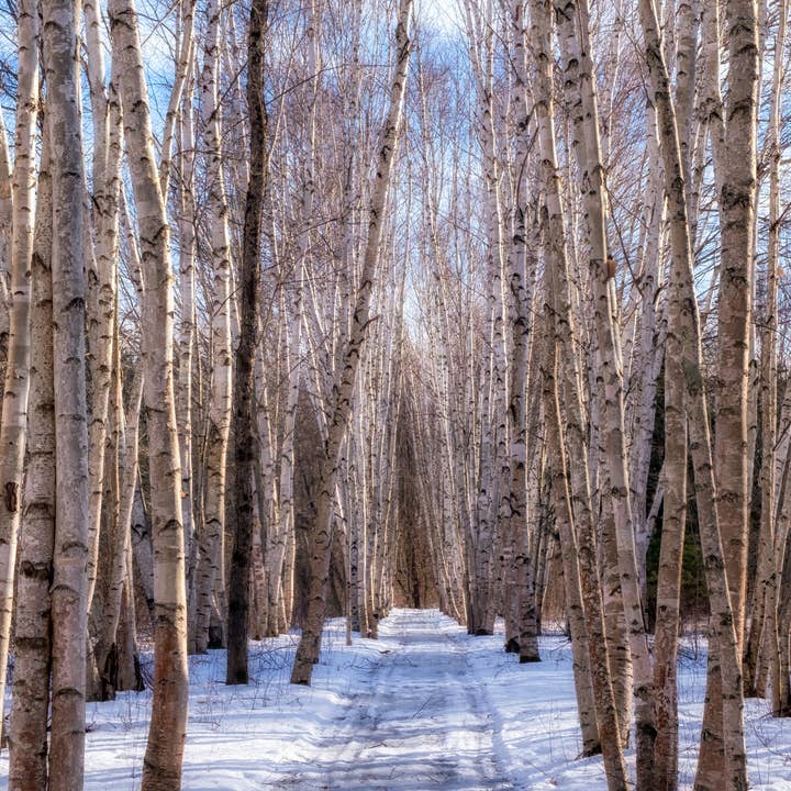 Winter Birch Grove for wholesale by Erica Joy Photography