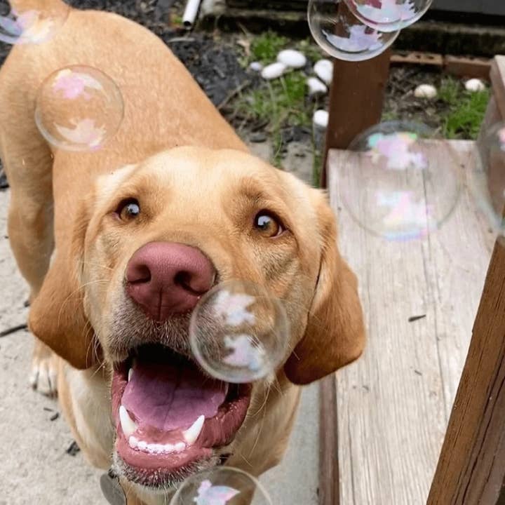 Klearwater Distribution - Wholesale Pet Treats - Dog - Bubble Lick Treat for Dogs