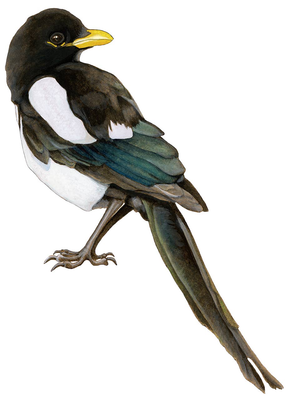 Amy Rose Moore Illustration - Wholesale Sticker - Magpie STICKER1