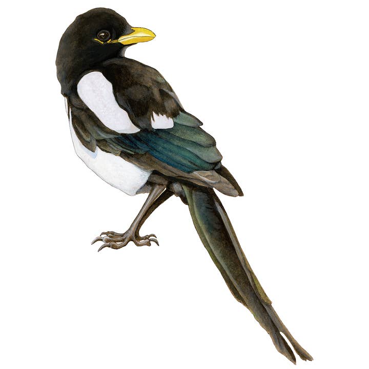 Amy Rose Moore Illustration - Wholesale Sticker - Magpie STICKER1