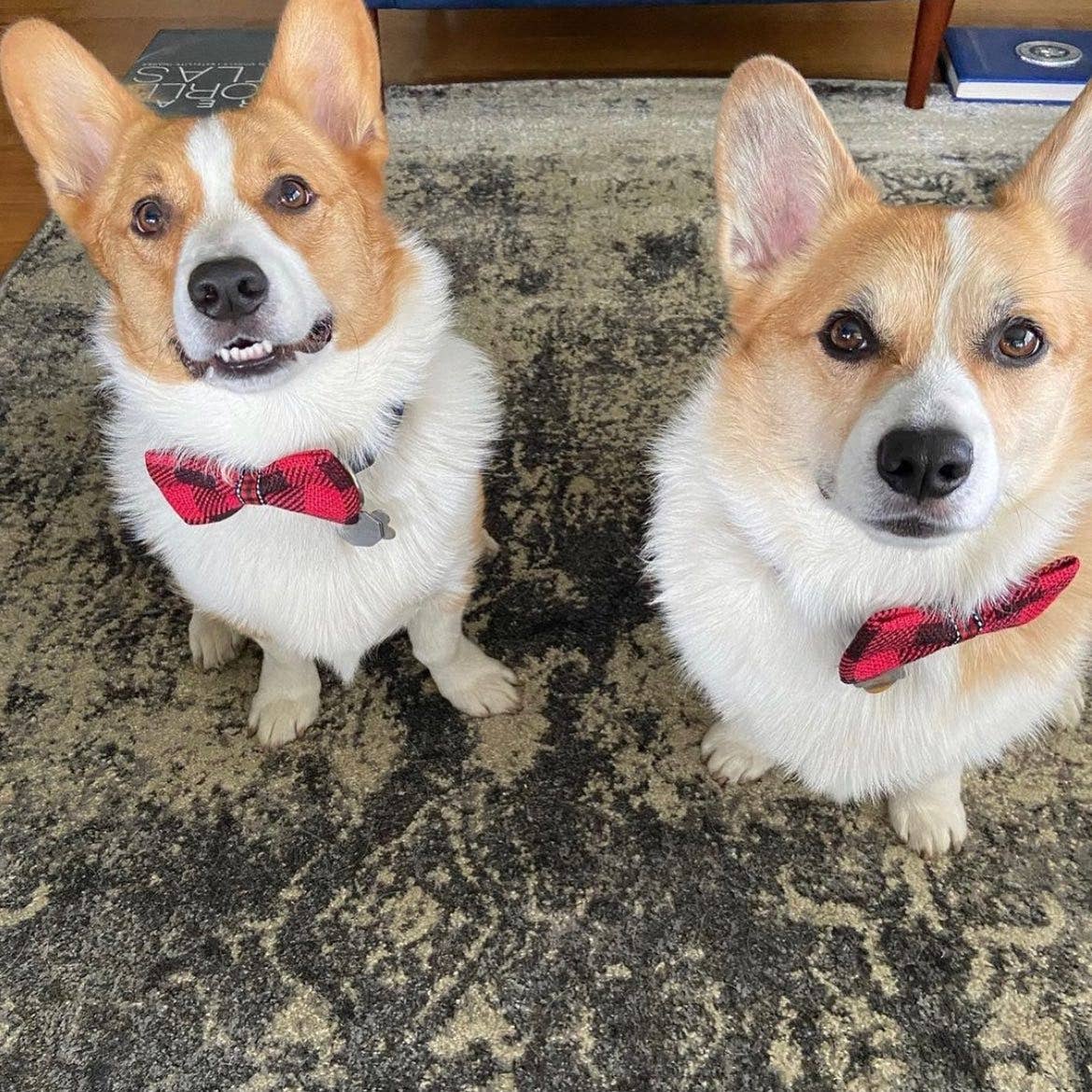 DOG BOW TIES - Wholesale Pet Bow Tie - Dog - *Checkered Plaid3