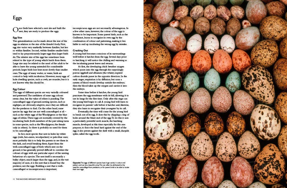 Abrams - Wholesale Nature & Outdoors Book - Backyard Birdwatcher's Bible2