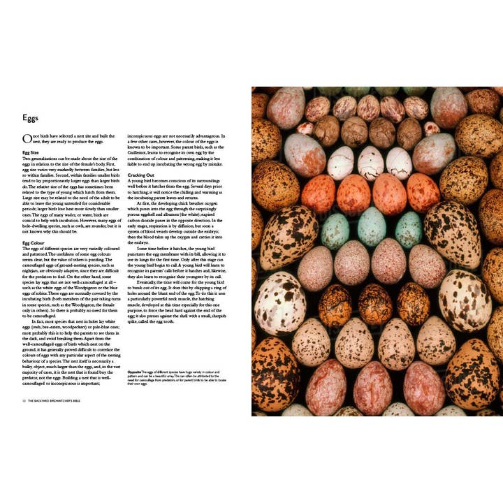 Abrams - Wholesale Nature & Outdoors Book - Backyard Birdwatcher's Bible2