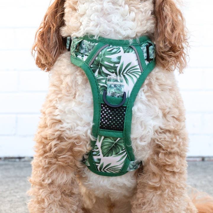 Big and Little Dogs – wholesale Sele - Hund – DEN ALLROUNDARE HUNDHARNESS: Förlorad i paradiset3