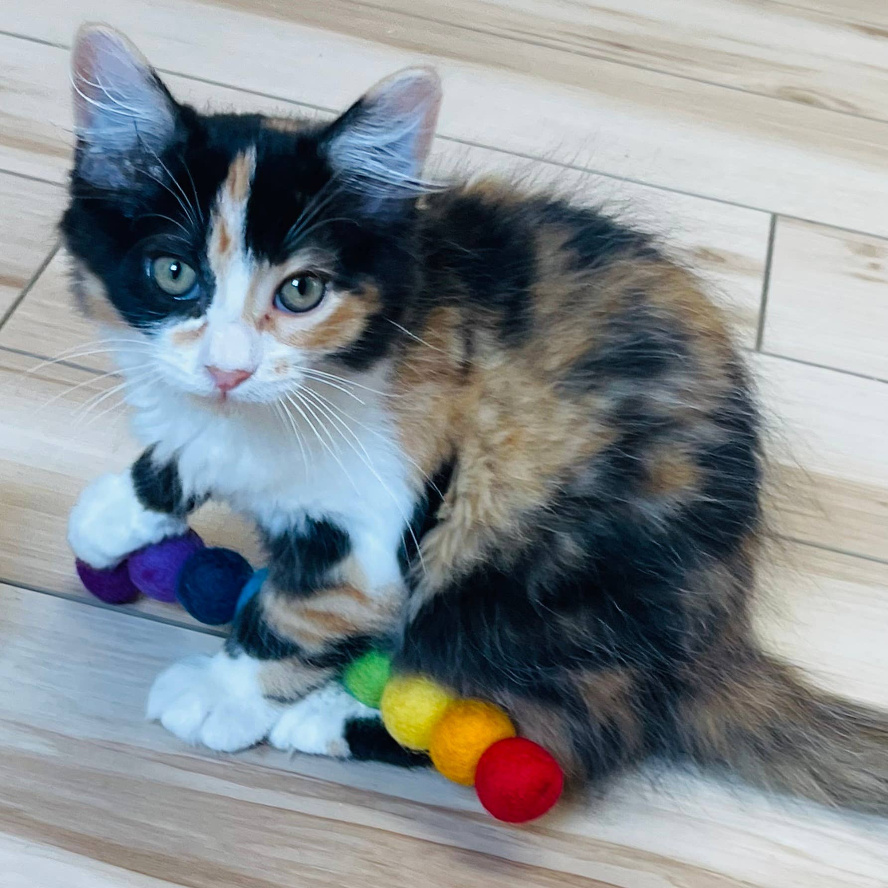 Koira - Wholesale Pet Toy - Cat - Woolly Worm Cat Toy1