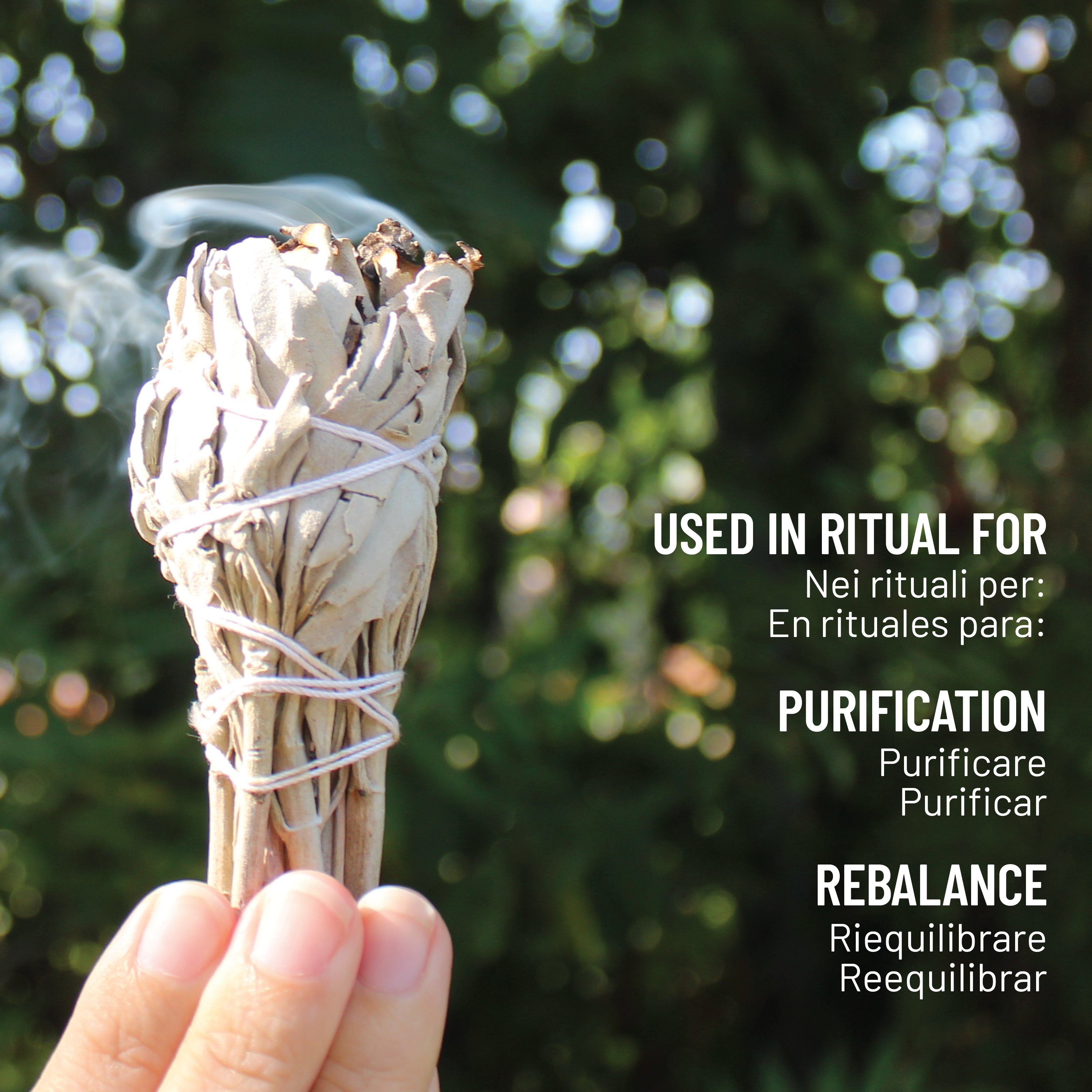 Herborea srl - Wholesale Sage Bundle - Palo Santo Kit - White Sage Smudge and 5 Palo Santo Sticks2