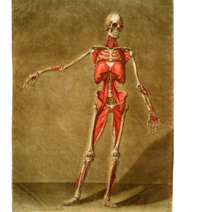 Vintage anatomical illustration | Skeleton and muscle | Giclée fine art print | Modern Vintage decor | Eco-friendly gift for wholesale by Rock Paper Scissors Wall Art