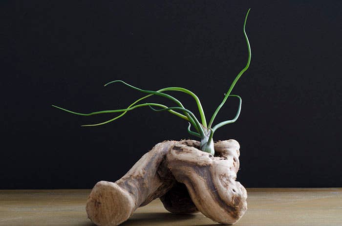 The Artizan Way - Wholesale Live Plant - Tillandsia Bulbosa - Guatemala | Live Air Plant3