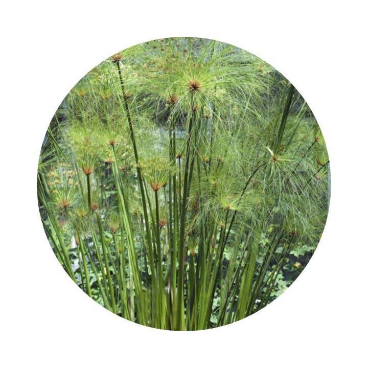 L'Atelier 100BON - Wholesale Perfume/Eau de Toilette - Bois Oriental & Ylang (Wood & Ylang) - EDP Intense - 30ml5