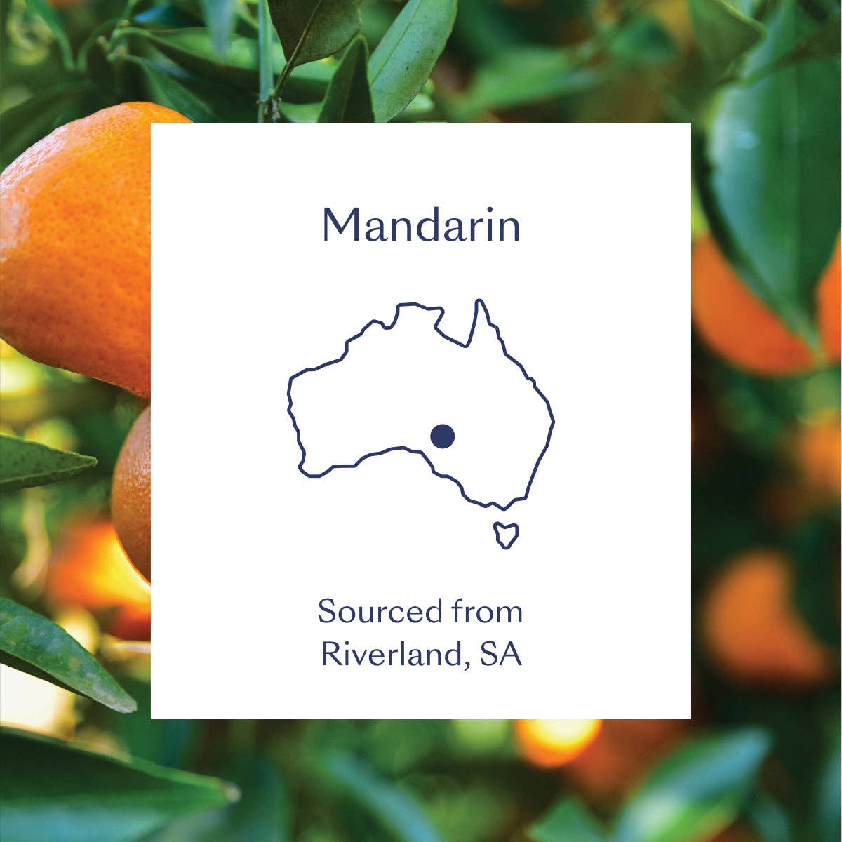 South of Somewhere - Wholesale Essential oil - Mandarin Essential Oil 10ml4