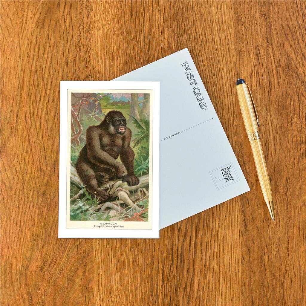 Found Image Press - Wholesale Postcard - Postcard AN-163 Gorilla1