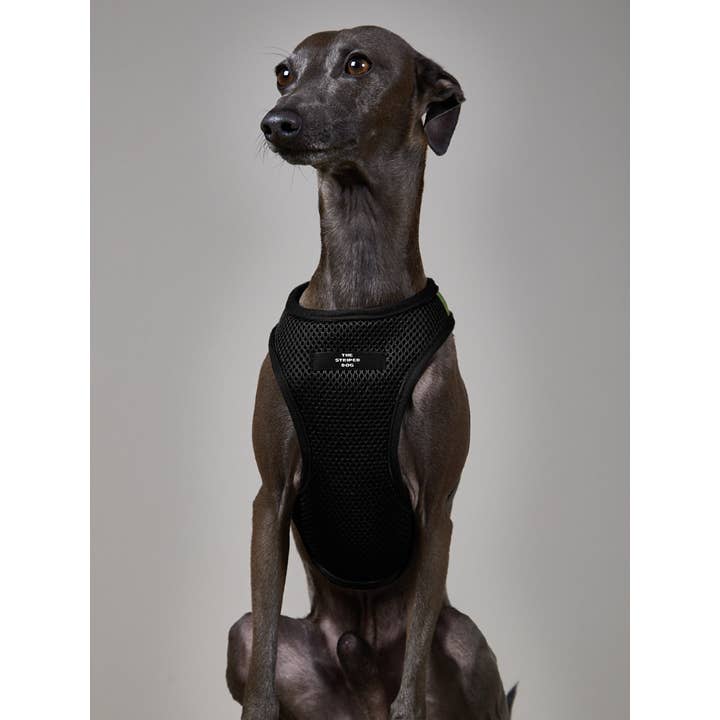 The Striped Dog – wholesale Sele - Hund – Italiensk vinthund/Whippet svart neoprensele2