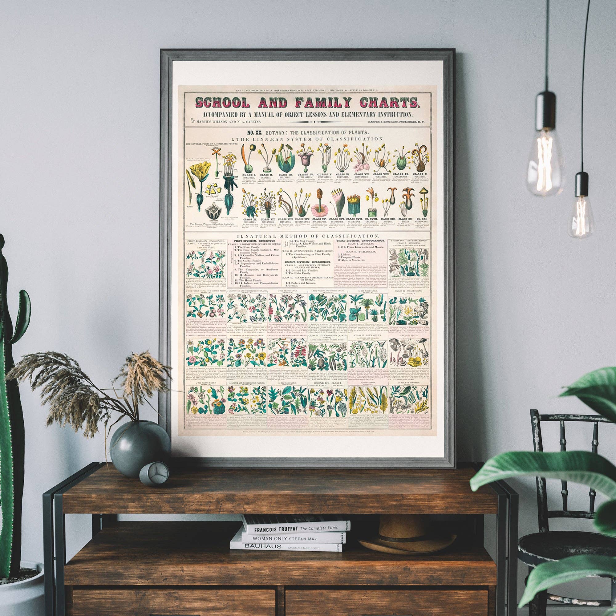 Ink & Drop - Venta al por mayor Ilustración - Tabla botánica de clasificación de plantas