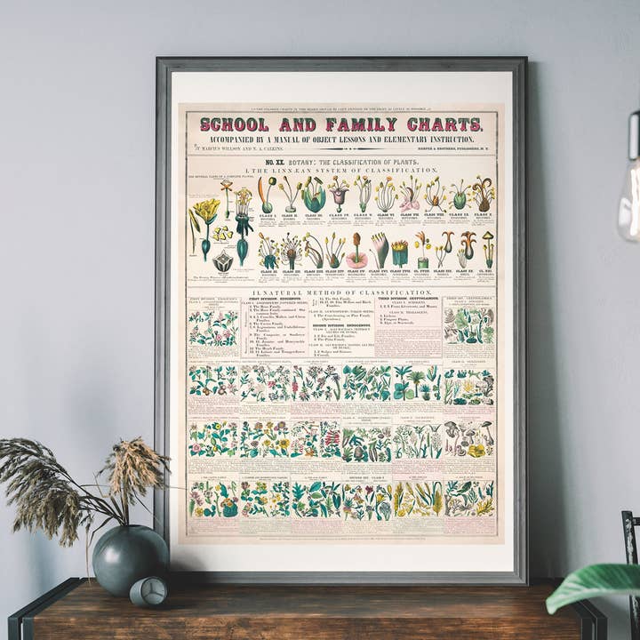 Ink & Drop - Venta al por mayor Ilustración - Tabla botánica de clasificación de plantas0