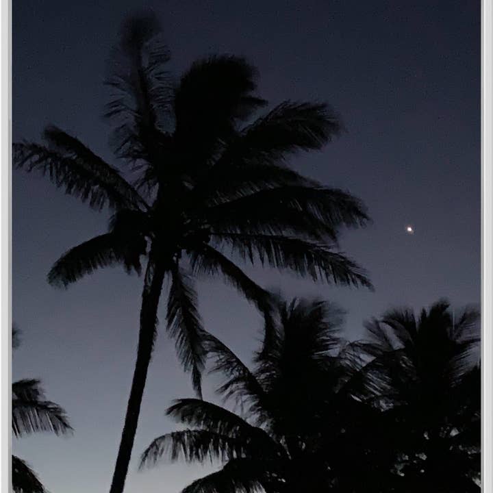 Stampa su tela Midnight Haze Palm per la vendita all'ingrosso da parte di Libby Watkins