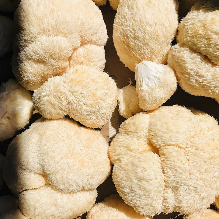 plant alchemy remedies - Wholesale Tincture - Clarity - Spagyric Mushroom Tincture with Lions Mane