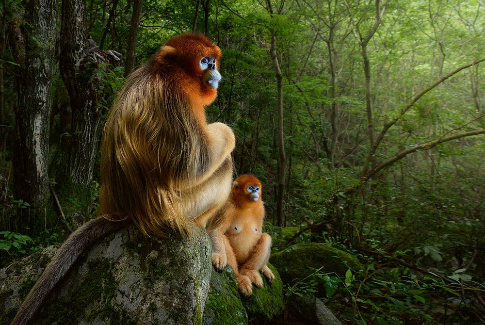 gestalten & teNeues - Wholesale Display Book - Mother6