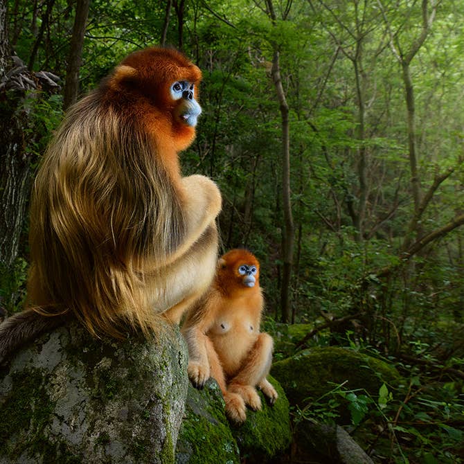 gestalten & teNeues - Wholesale Display Book - Mother6