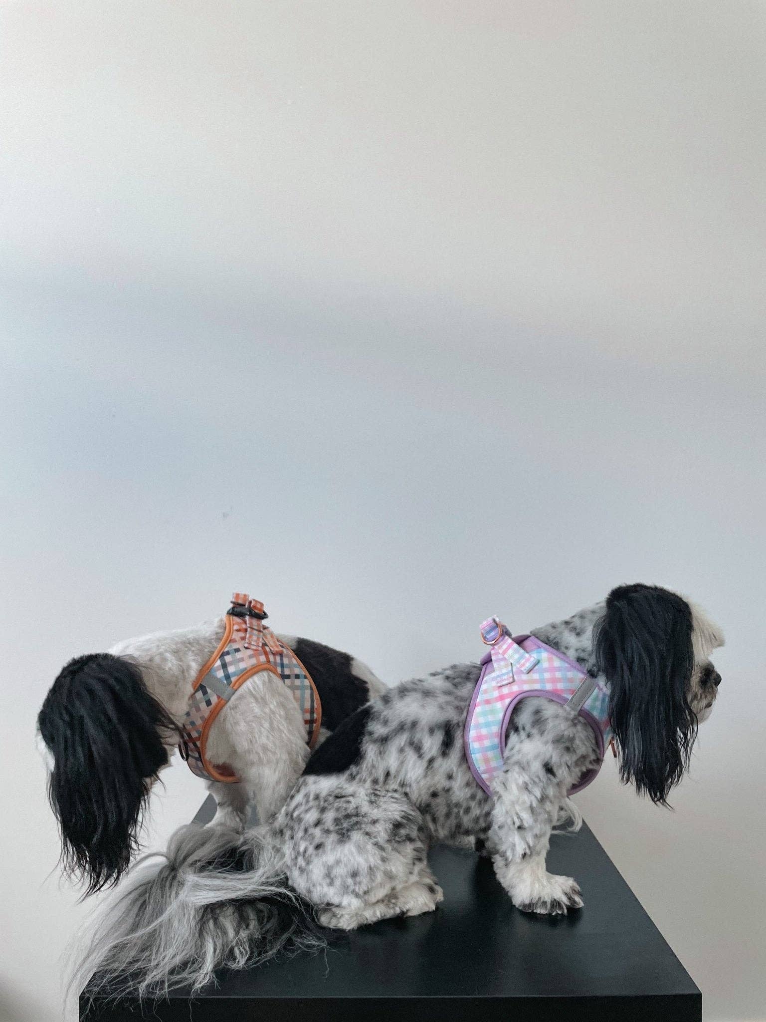 Dizzy Dog Collars - Wholesale Pet Harness - Dog - Step In Dog Harness: No Pull Harness | For XS to Medium Dogs & Cats | Vintage Gingham7