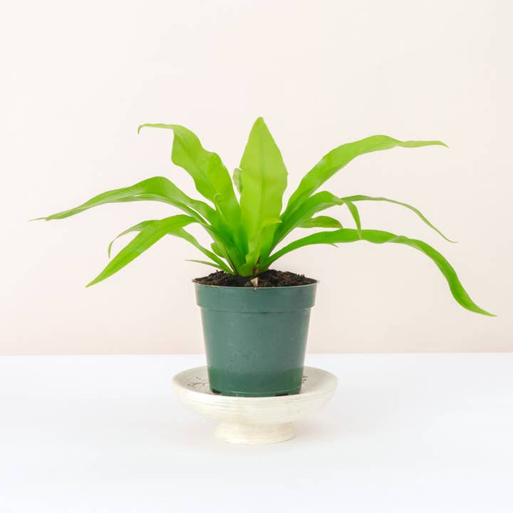 Bird's-Nest Fern - Plante vivante pour la vente par Thorsen's Greenhouse
