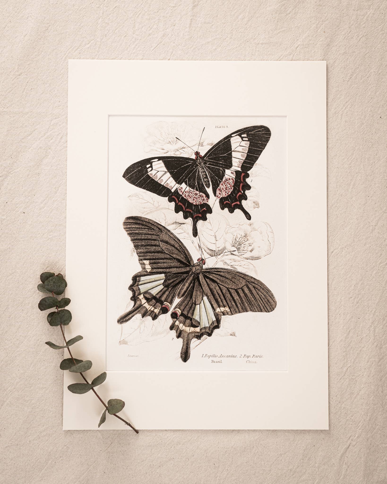 Coultura - Wholesale Gallery Wall Set - Framed Set of Six Vintage Butterfly Art Prints (Classic Teak Frame Collection)12