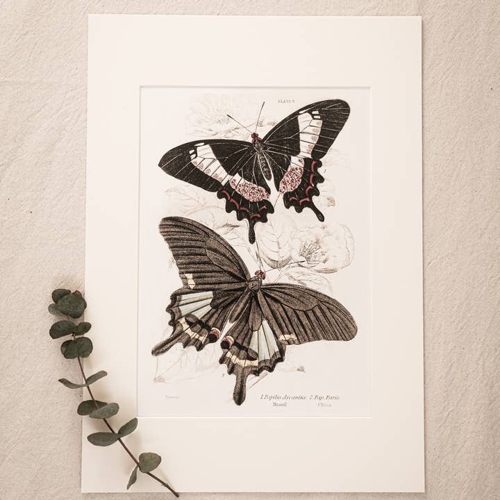 Coultura - Wholesale Gallery Wall Set - Framed Set of Six Vintage Butterfly Art Prints (Classic Teak Frame Collection)12