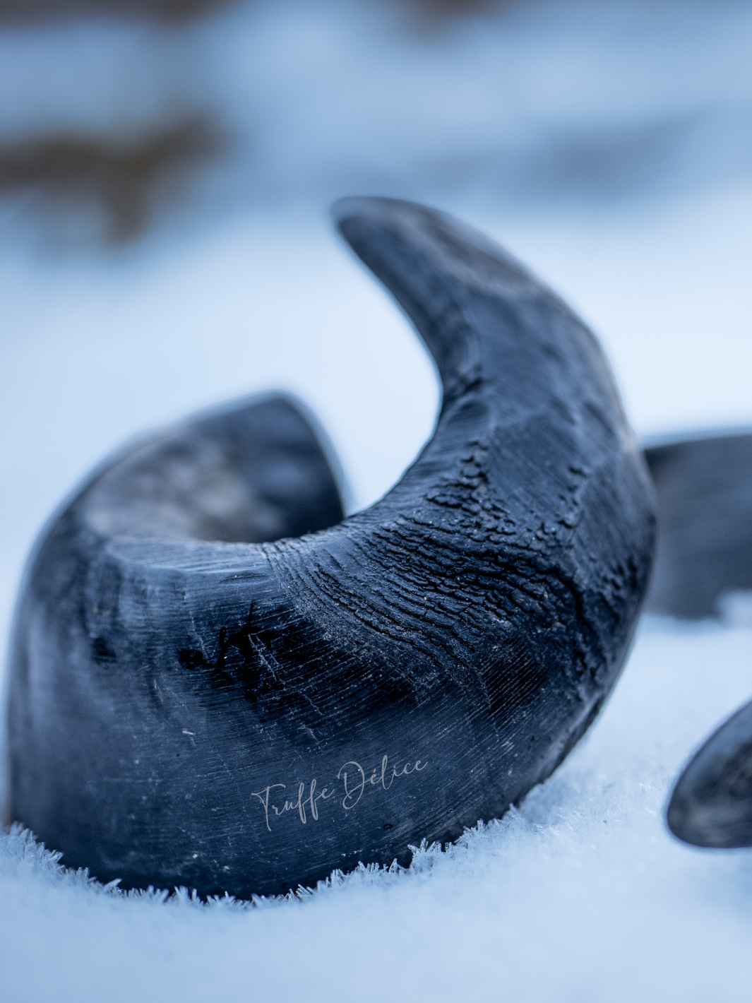 Truffe Délice - Wholesale Pet Chew Toy - Dog - Buffalo horn2