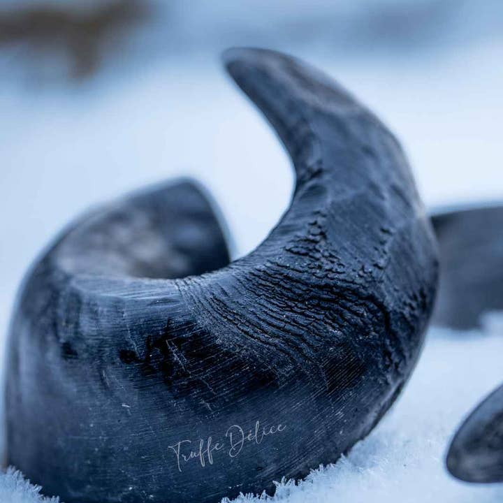 Truffe Délice - Wholesale Pet Chew Toy - Dog - Buffalo horn2