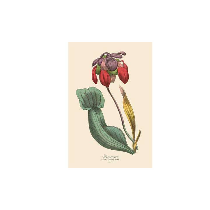 Simon & Schuster - Wholesale Book - Adult - Instant Wall Art Vibrant Botanical Prints by Adams Media