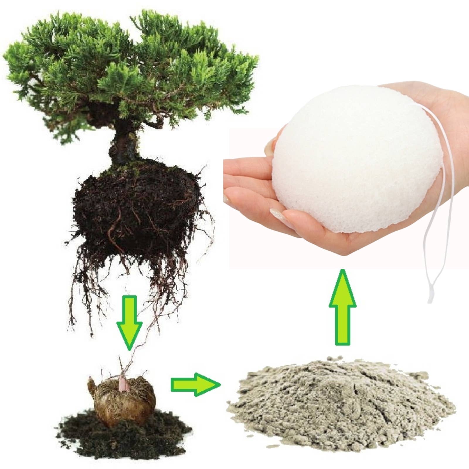 Zen'Arôme - Wholesale Makeup Sponge/Blender - 100% Natural Konjac Sponge special Eyes Nature3