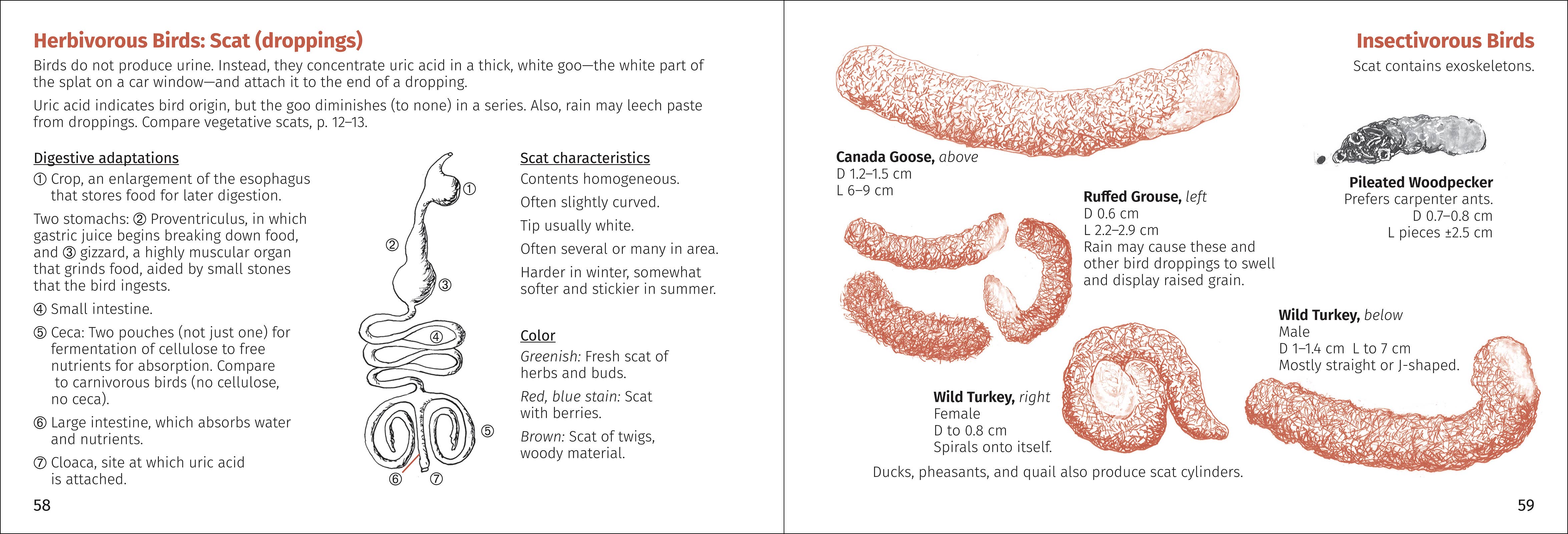 AdventureKEEN - Wholesale Nature & Outdoors - Scat Finder 2nd Edition10