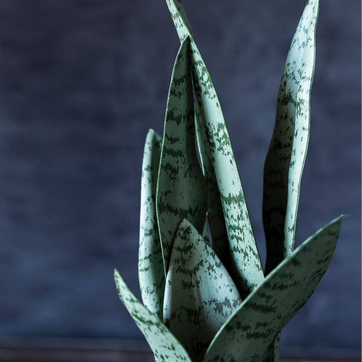 Abigail Ahern – wholesale Artificial plant – ARTIFICIAL SNAKE PLANT
