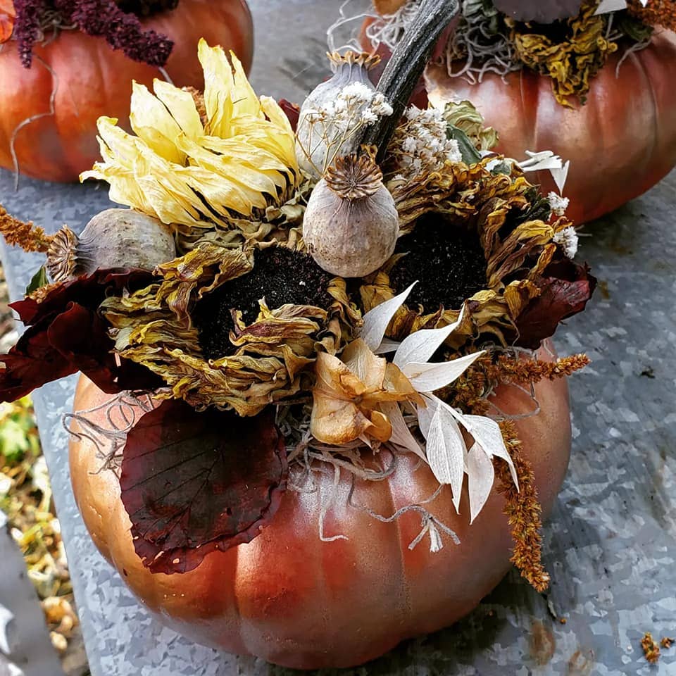 Alissas Flower Farm - Wholesale Dried/Pressed Flowers - Pods:  Poppy5