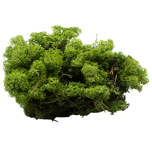 Concari.flores Preservadas - Vente Fleur séchée/pressée - MOUSSE PRÉSERVÉE0